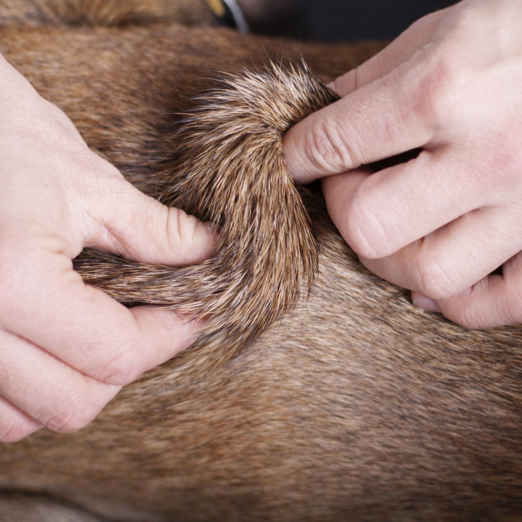 Tierphysiotherapie Lübeck Wagner Manuelle Tierbehandlung
