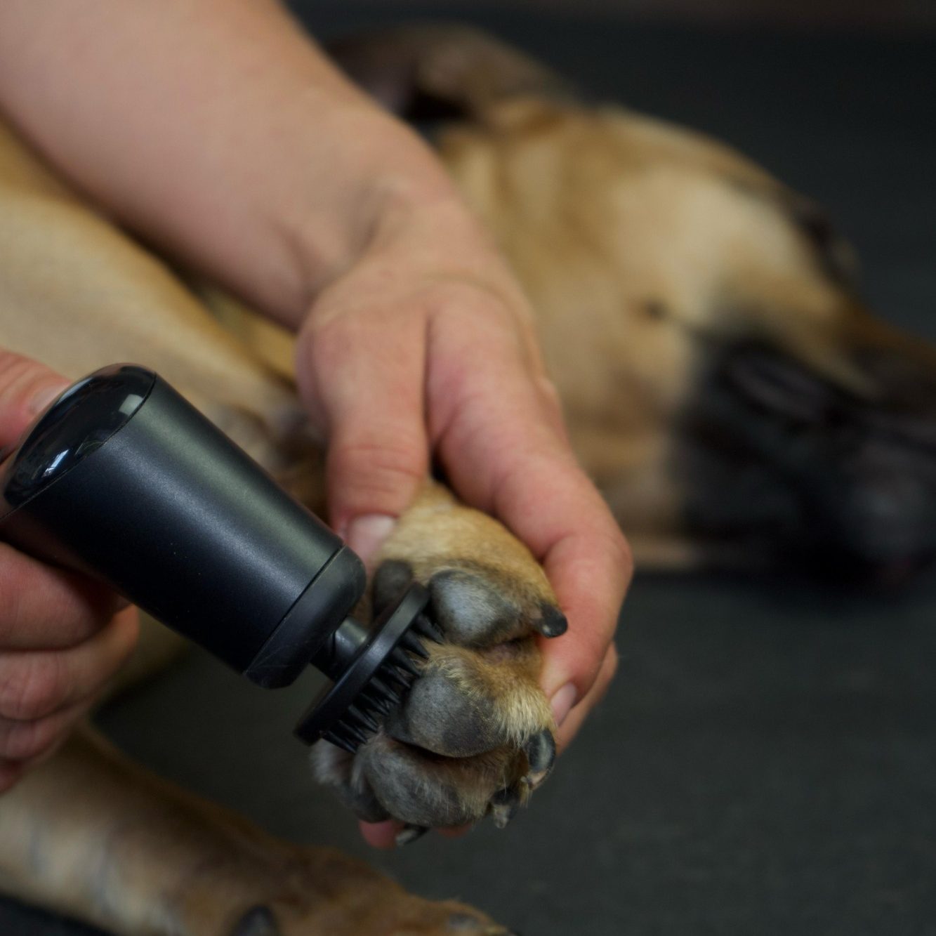Novafon Tierbehandlung Lübeck Novafon an Hundpfote