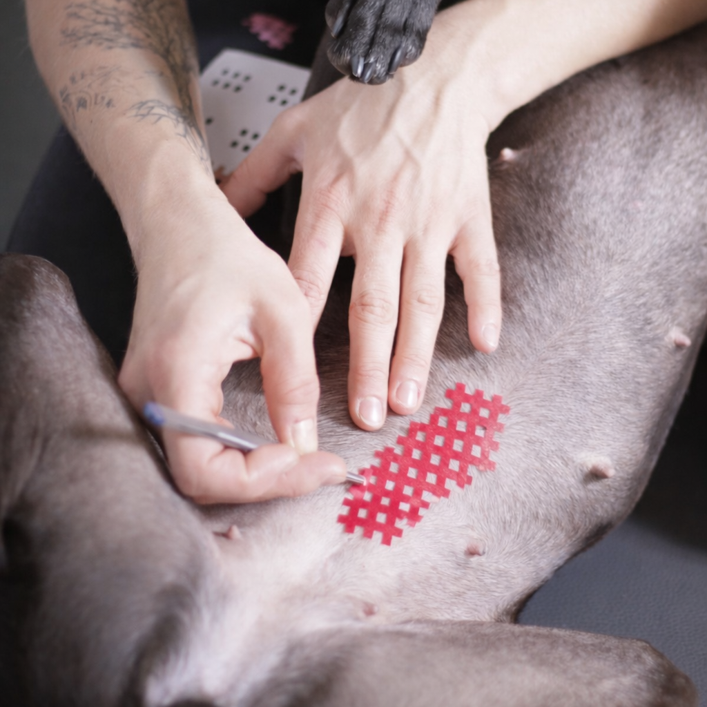 Narbenbehandlung für Tiere Lübeck Behandlung von Narbe an Tier