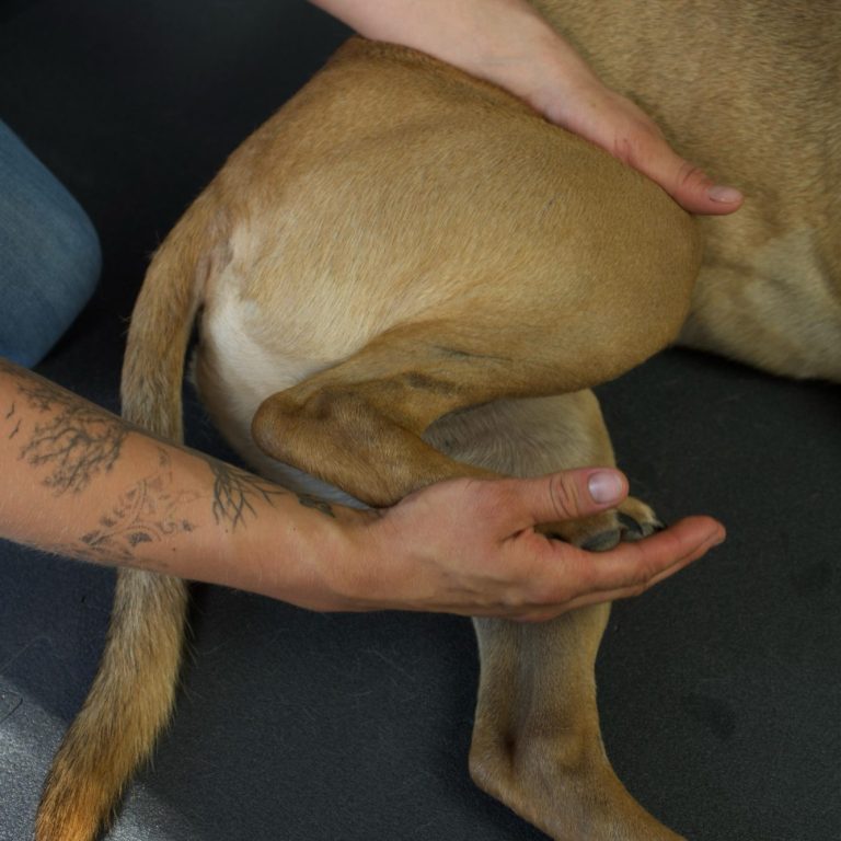 Tierphysiotherapeut aus Lübeck Tierphysiotherapeut behandelt Hundbein