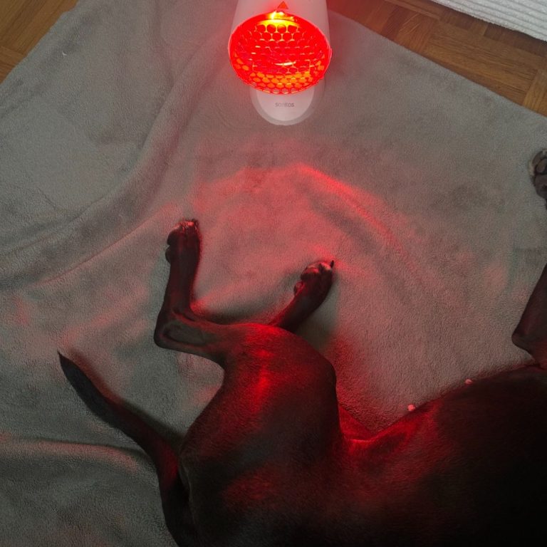 Thermotherapie von Tierphysiotherapeutin