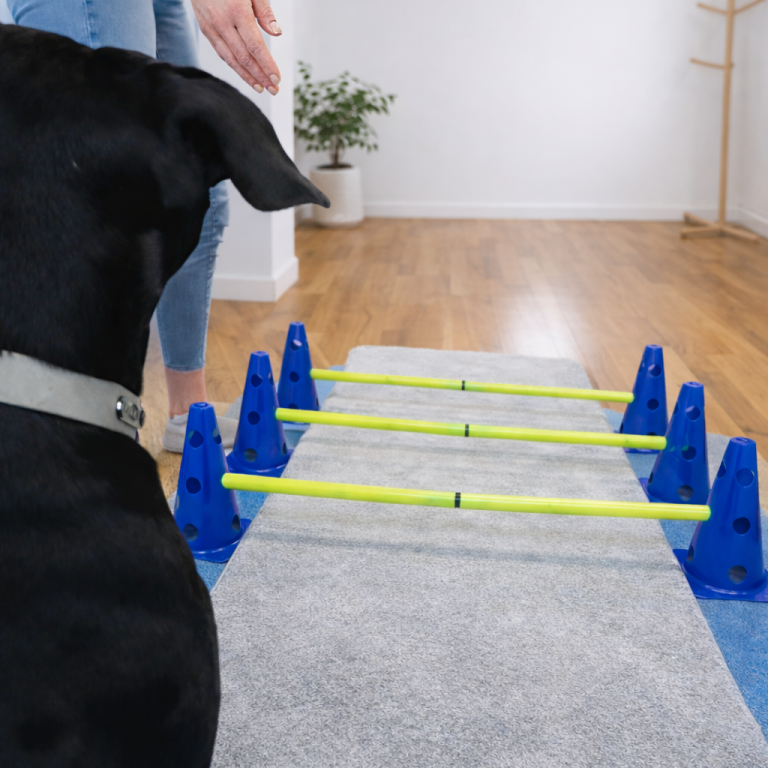 Wagner Lübeck Tierphysiotherapie