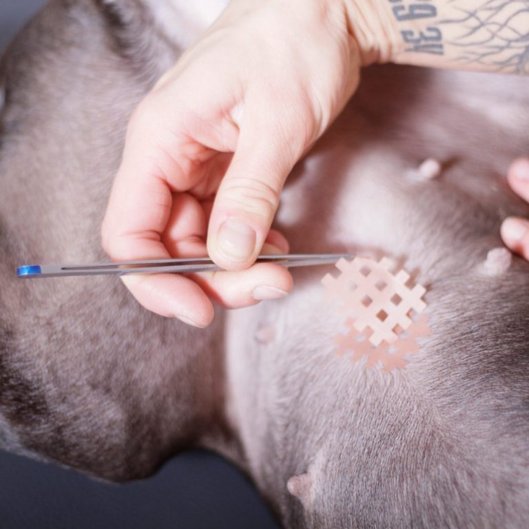 Professionelle Narbenbehandlung am Tier