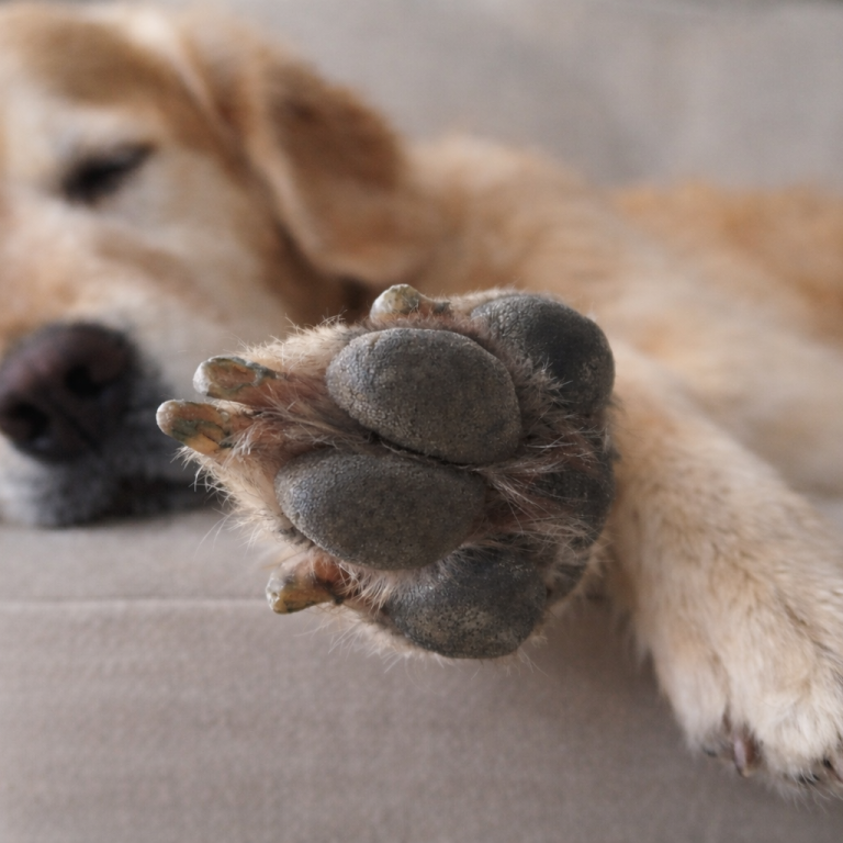 Pfotenpflege an entspannten Hund
