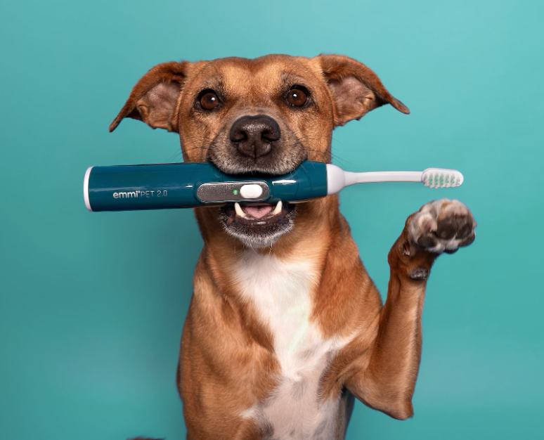 Kleiner Hund bei Zahnpflege in Lübeck