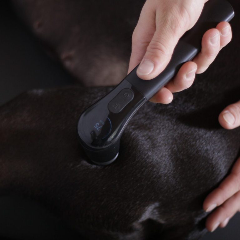 Professionelle Tierphysiotherapie Medizinische Behandlung an Tier