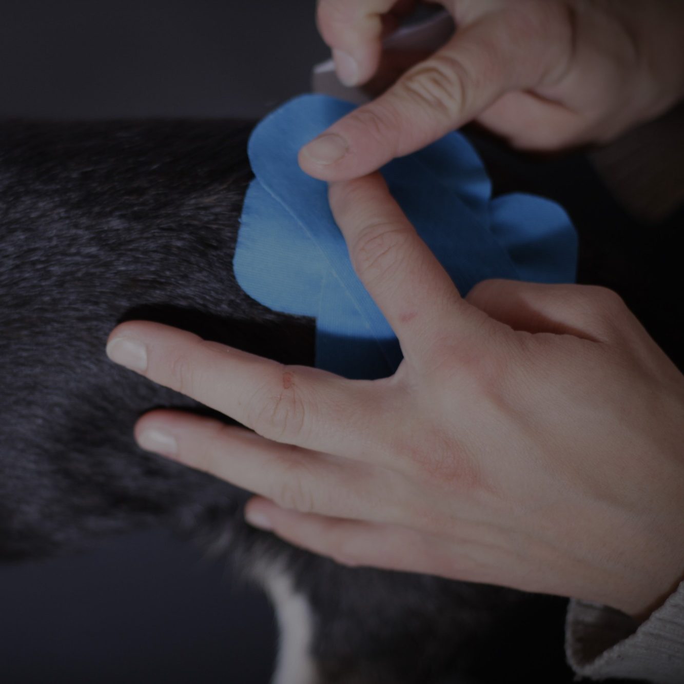 Kinesiologisches Taping Tier Lübeck Kinesiologisches Taping in Behandlung