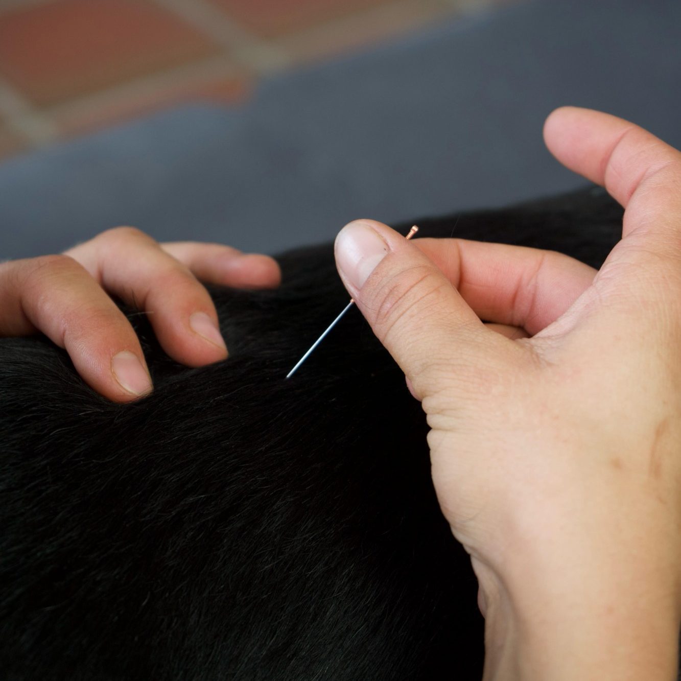 Dry Needling für Tiere Nadel zur Behandlung an Tierrücken