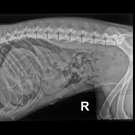 OP Vor und Nachsorge Tierphysio Röntgenbild zur Nachsorge